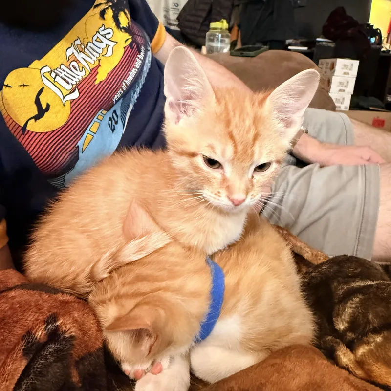 Dirigible  Athens  thumbnail 3