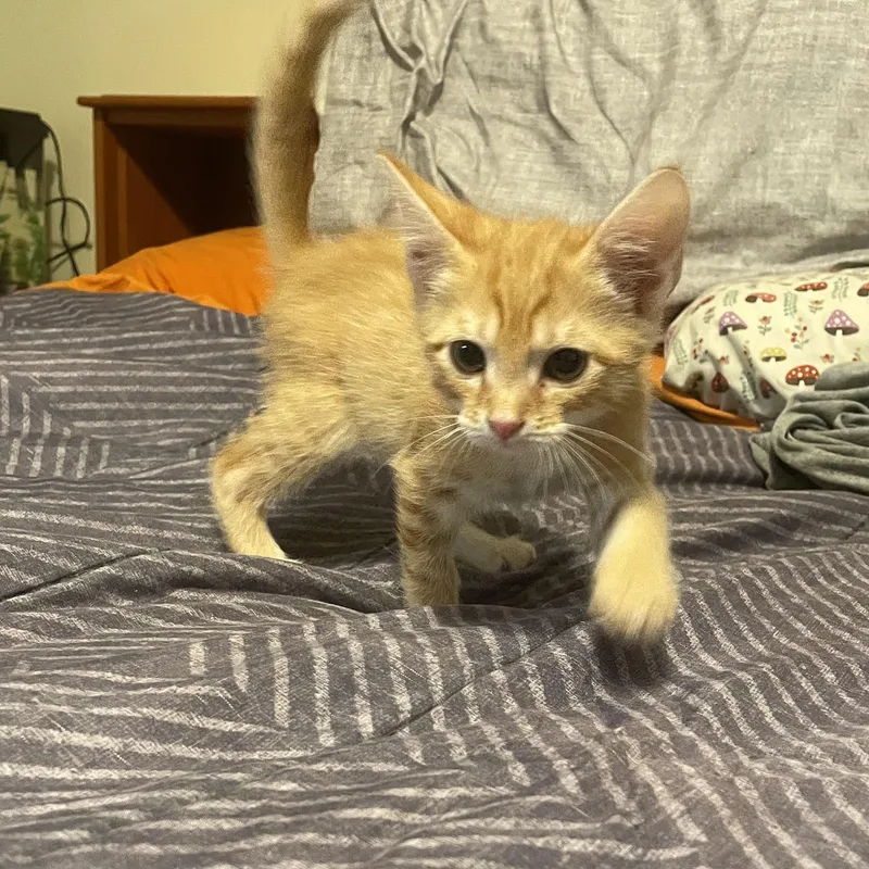 Dirigible  Athens  thumbnail 4