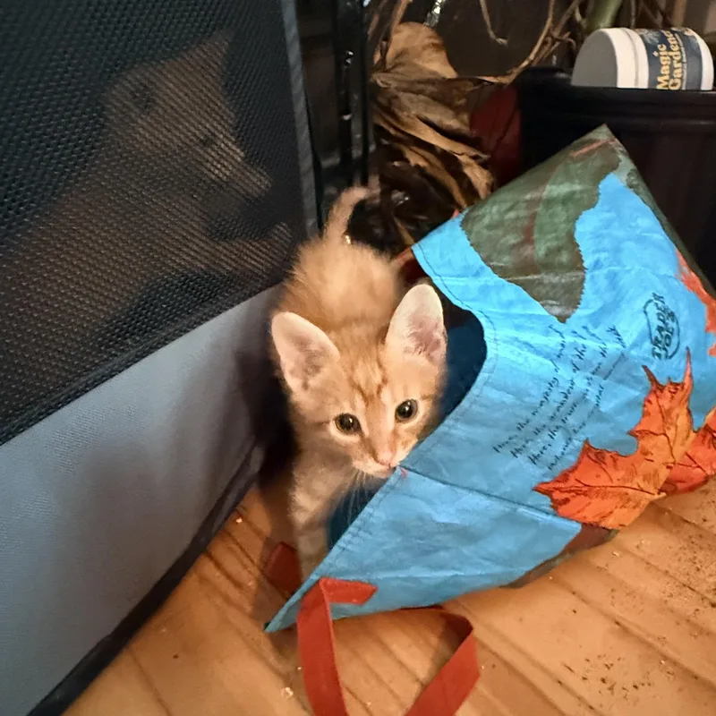 Dirigible  Athens  thumbnail 5