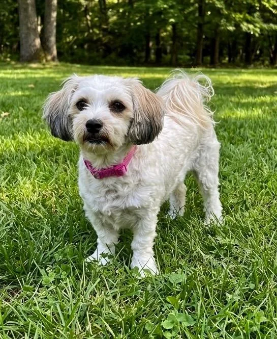 A young small-sized female White / Cream Havanese dog named Cammie for adoption in Rockwall, TX