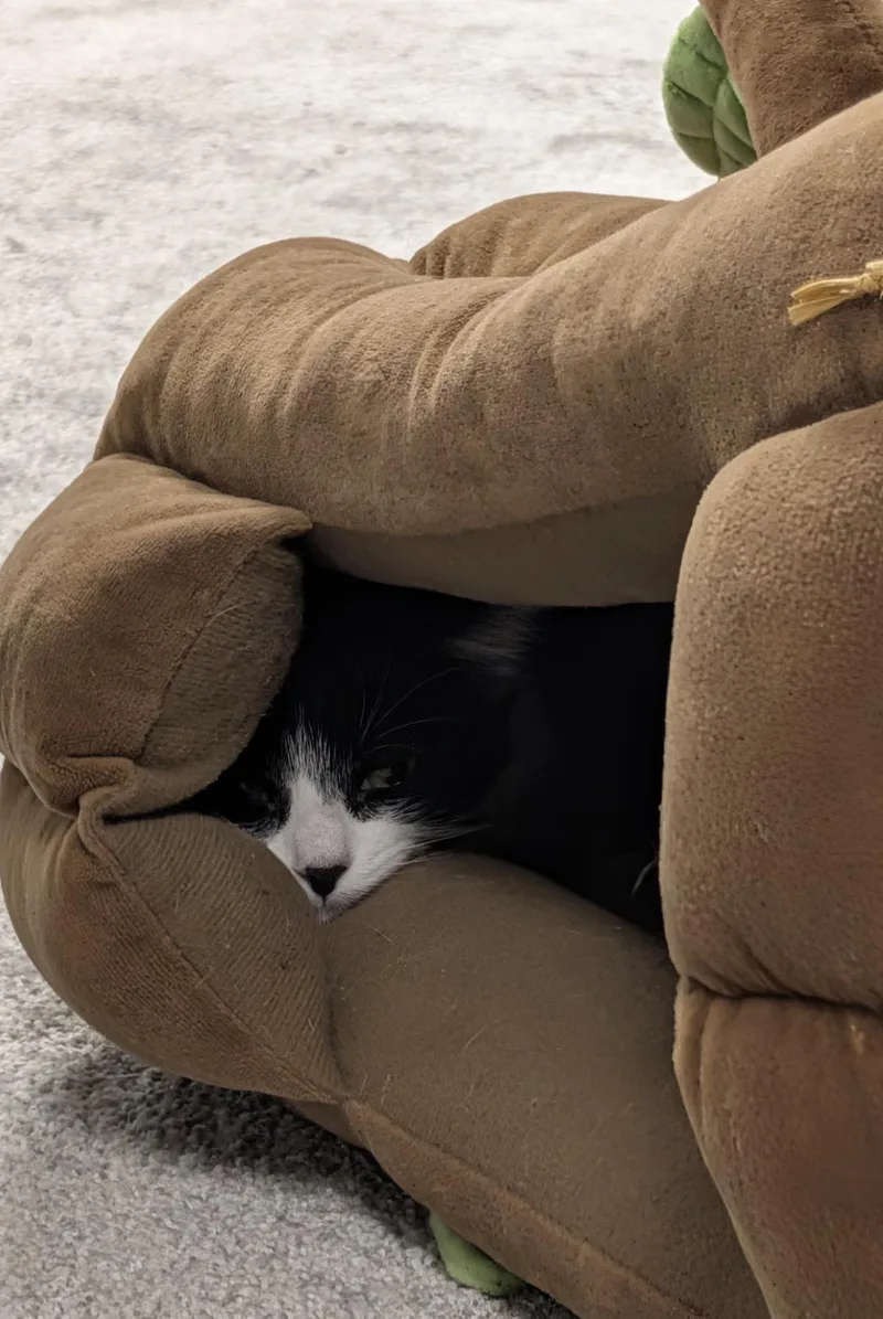 A young small-sized female Domestic Short Hair cat named PeeWee for adoption in Lockport, IL