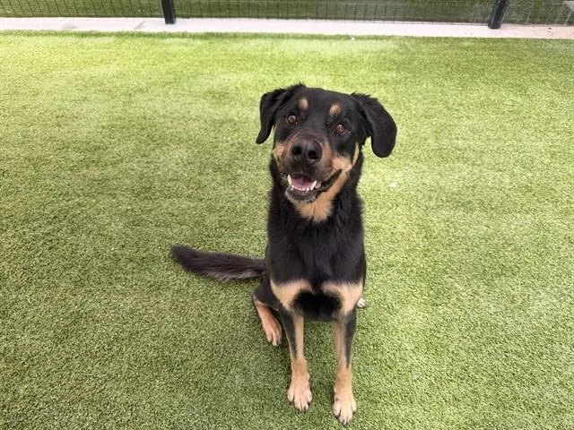 An adult large-sized male Rottweiler dog named Kane for adoption in Garland, TX