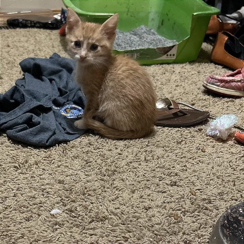 A baby small-sized male Orange / Red Domestic Short Hair cat named Taro for adoption in Wichita, KS
