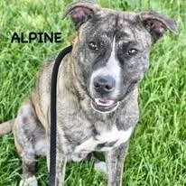 Alpine