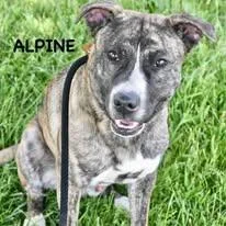 Alpine thumbnail 2