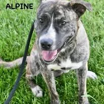 Alpine thumbnail 5