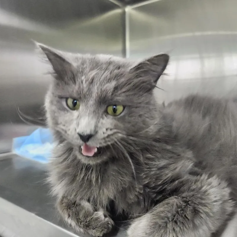 An adult medium-sized male Gray / Blue / Silver Domestic Long Hair cat named Elvis for adoption in La Grange, KY