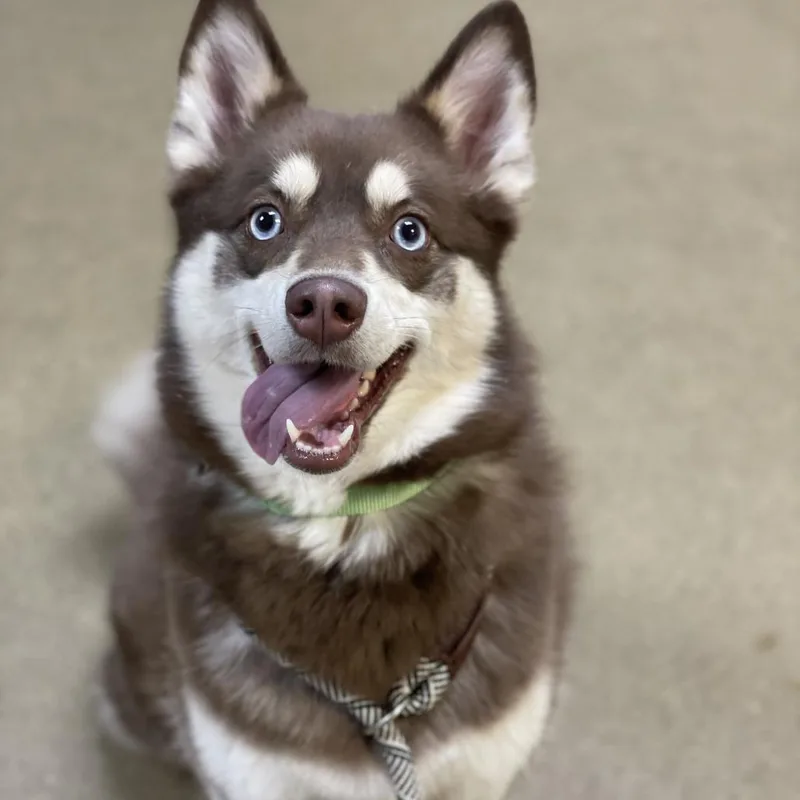 An adult medium-sized female Brown / Chocolate Husky dog named Mila for adoption in Riverside, CA