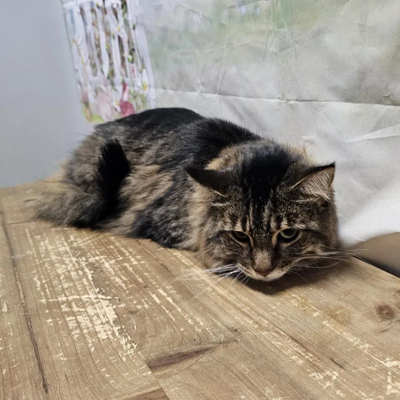 An adult large-sized male Brown / Chocolate Domestic Long Hair cat named Harris for adoption in Normal, IL