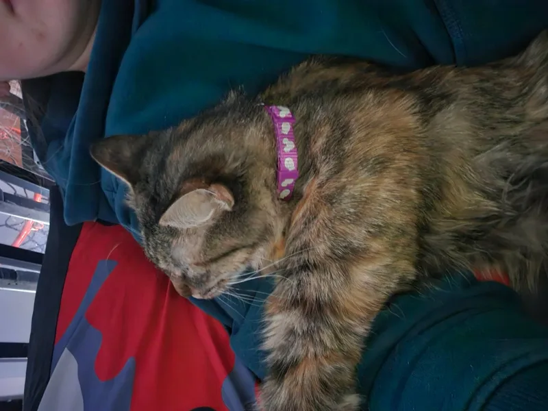 Jayden  Gorgeous Torbie thumbnail 2