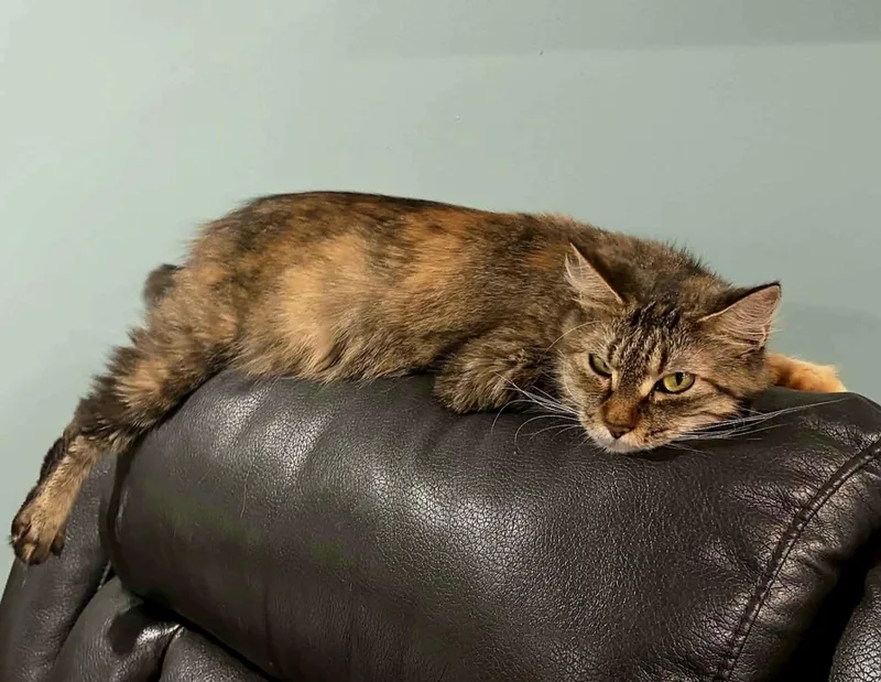 Jayden  Gorgeous Torbie thumbnail 3