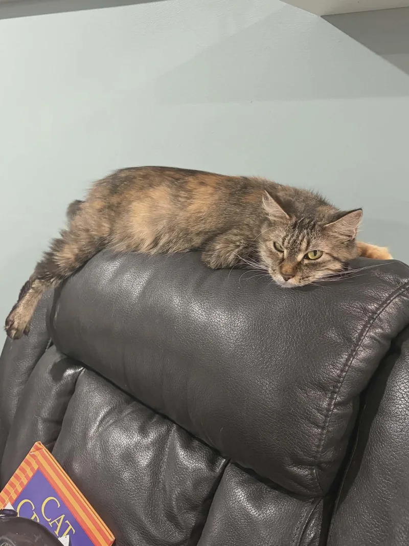 Jayden  Gorgeous Torbie thumbnail 4