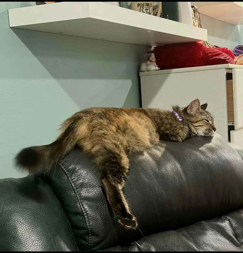 Jayden  Gorgeous Torbie thumbnail 5