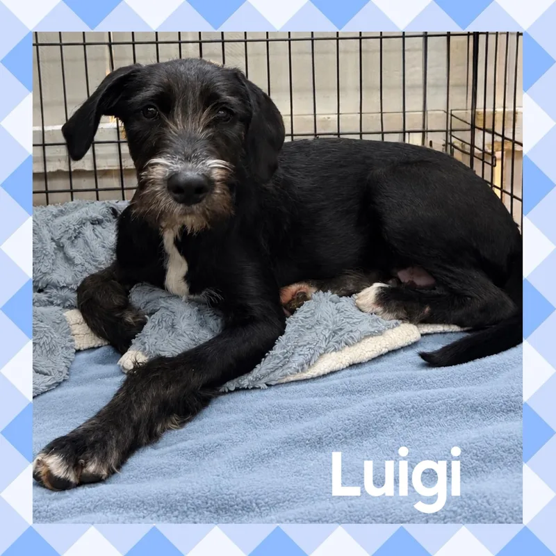 A young medium-sized male Terrier dog named Luigi for adoption in Mokena, IL
