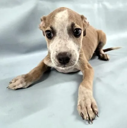 A baby large-sized female Labrador Retriever dog named Autumn for adoption in Morton Grove, IL