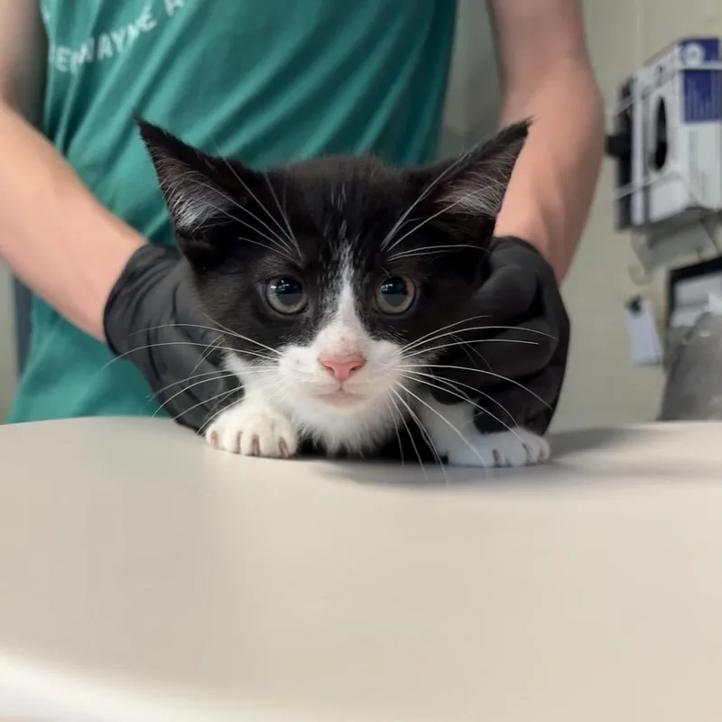 A baby small-sized male Black Domestic Short Hair cat named Skittles for adoption in Huntington, WV