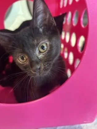 A baby small-sized female Domestic Short Hair cat named Aurora for adoption in Honolulu, HI