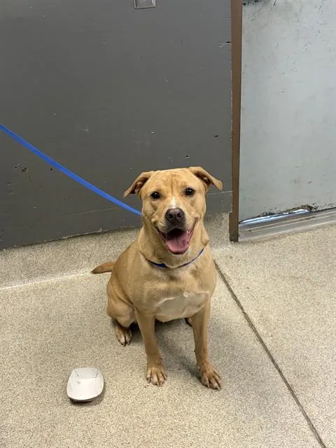 A young small-sized female American Staffordshire Terrier dog named Nova for adoption in Tallahassee, FL