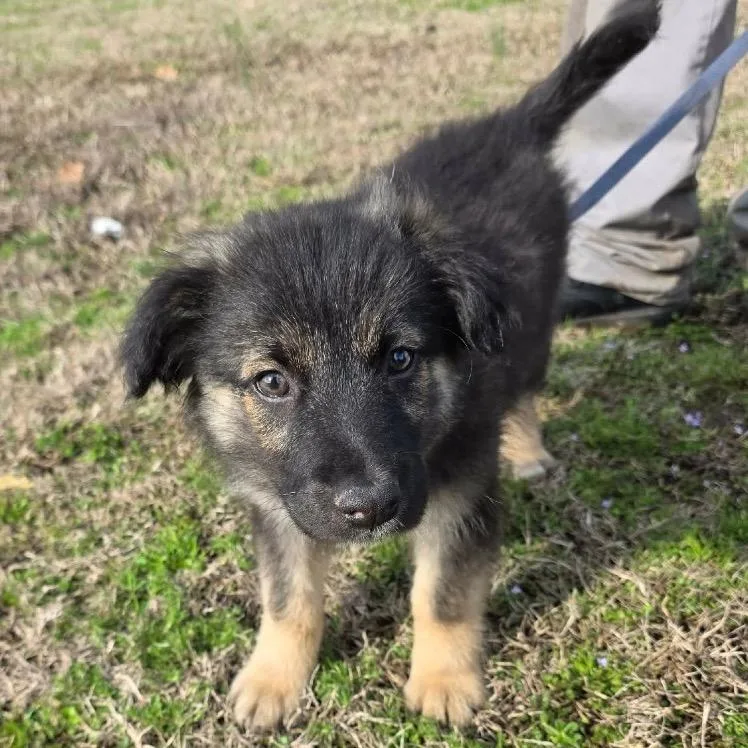 Galaxian thumbnail 2