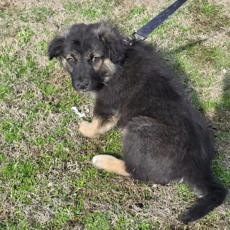 Galaxian thumbnail 3