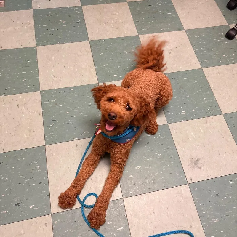 Coco