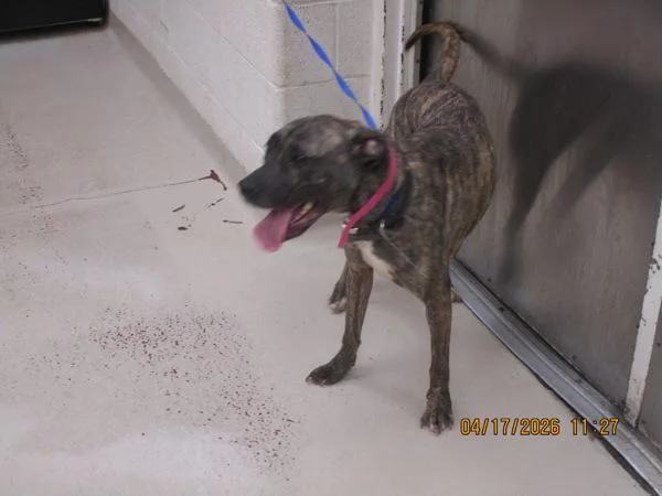 An adult medium-sized female Pit Bull Terrier dog named Venus for adoption in Marietta, GA