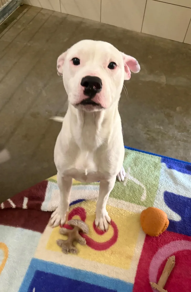 A baby medium-sized male White / Cream Pit Bull Terrier dog named Cobbler for adoption in Seneca, PA