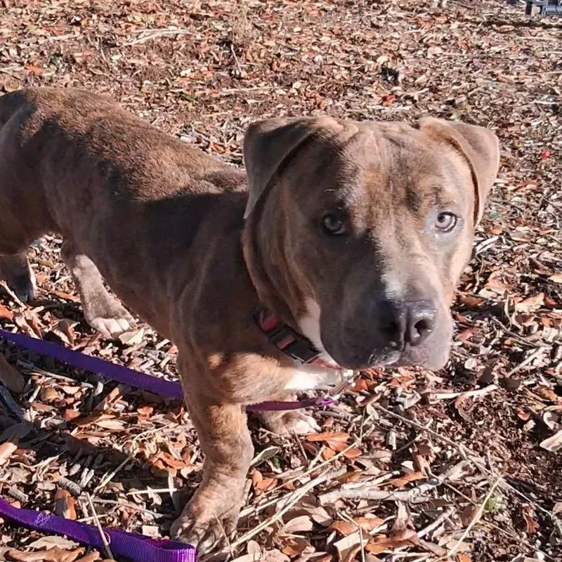 A young medium-sized male Brown / Chocolate Mixed Breed dog named Bobo for adoption in West Palm Beach, FL