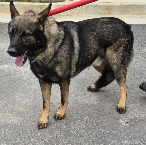 An adult large-sized male German Shepherd Dog dog named Pen C Fredrick for adoption in Lawrenceville, GA