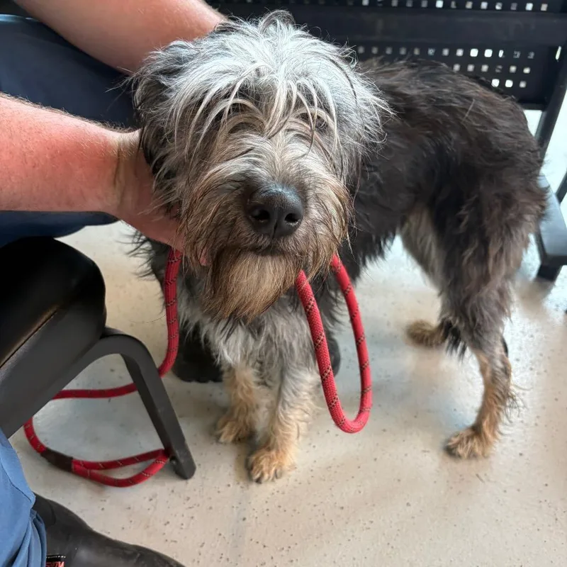 An adult medium-sized female Black Mixed Breed dog named Lucy for adoption in Huntington, WV