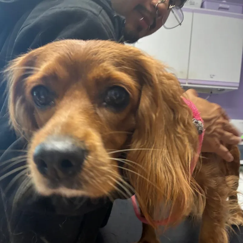 Gingy Jazz BONDED WITH
