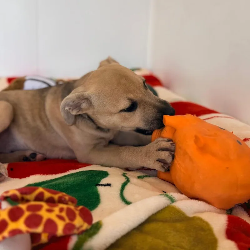 A baby large-sized female English Bulldog dog named Rena for adoption in Green Bay, WI