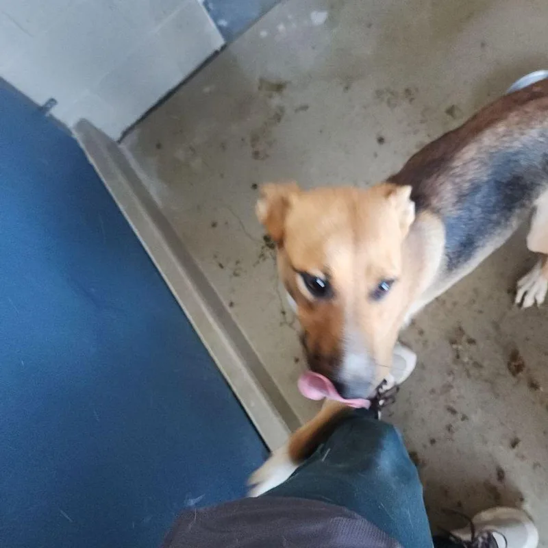 An adult medium-sized female Labrador Retriever dog named Pistachio for adoption in Kingman, AZ
