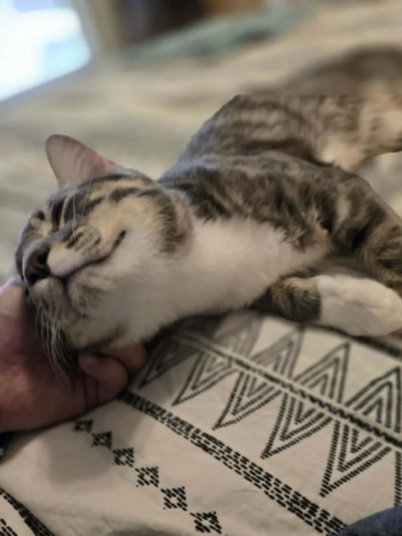 A young medium-sized male Brown / Chocolate Domestic Short Hair cat named Kiwi Nimbus for adoption in Chandler, AZ