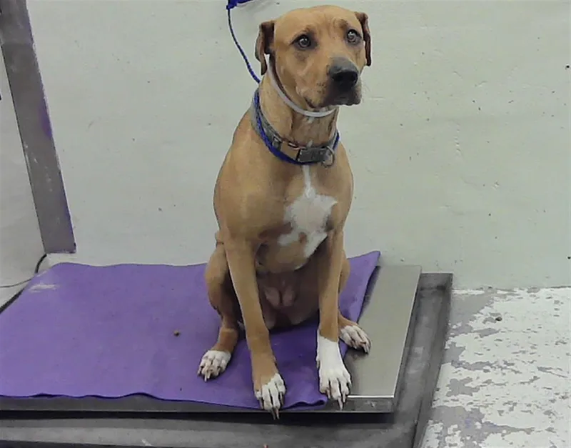 An adult large-sized female Black Mouth Cur dog named Honey for adoption in Houston, TX
