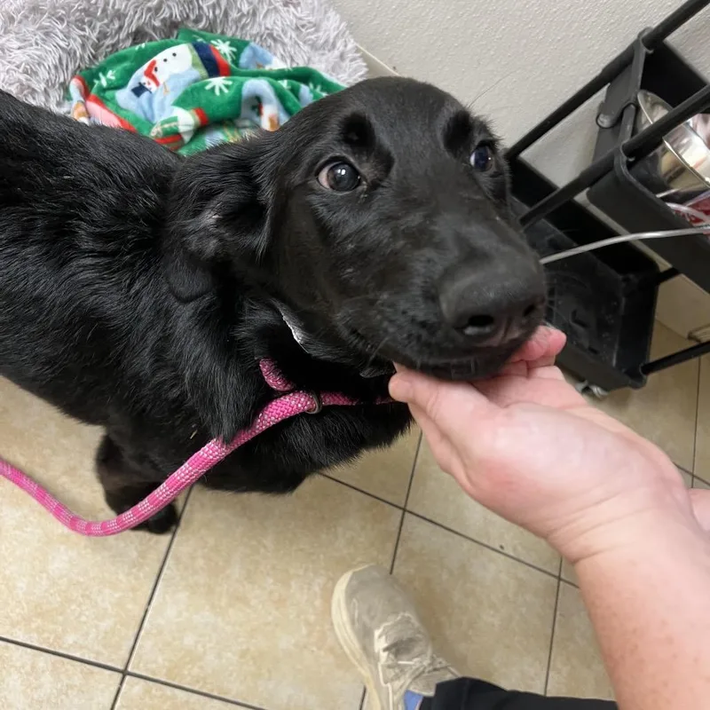 A baby large-sized female Black Labrador Retriever dog named Piper for adoption in Pekin, IL