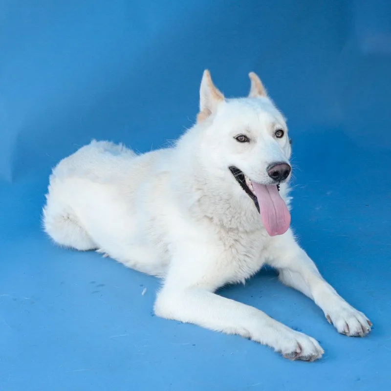 A young medium-sized male Siberian Husky dog named Mcclain for adoption in Pasadena, CA