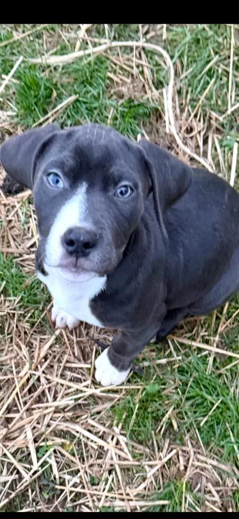 A baby medium-sized male Hound dog named Deadpool for adoption in New Kensington, PA