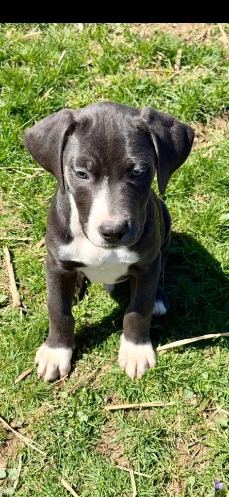 Deadpool thumbnail 3