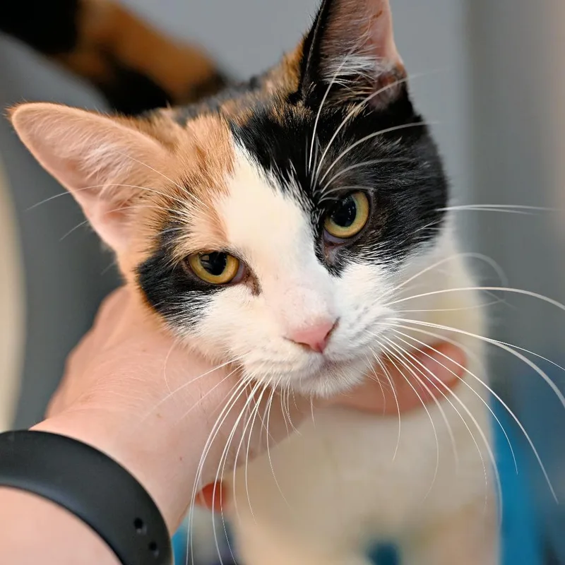 A baby medium-sized female Domestic Short Hair cat named Sindel for adoption in Shoreline, WA