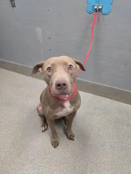An adult large-sized female Pit Bull Terrier dog named Louise for adoption in Las Vegas, NV