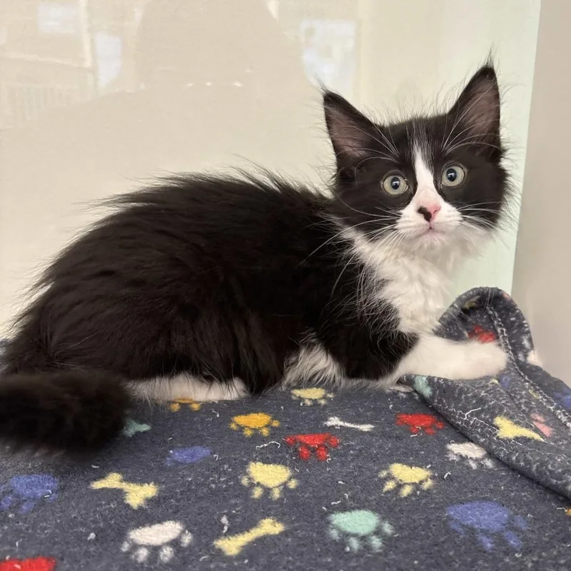 A baby small-sized female Black Domestic Medium Hair cat named Gladys for adoption in Beaumont, TX