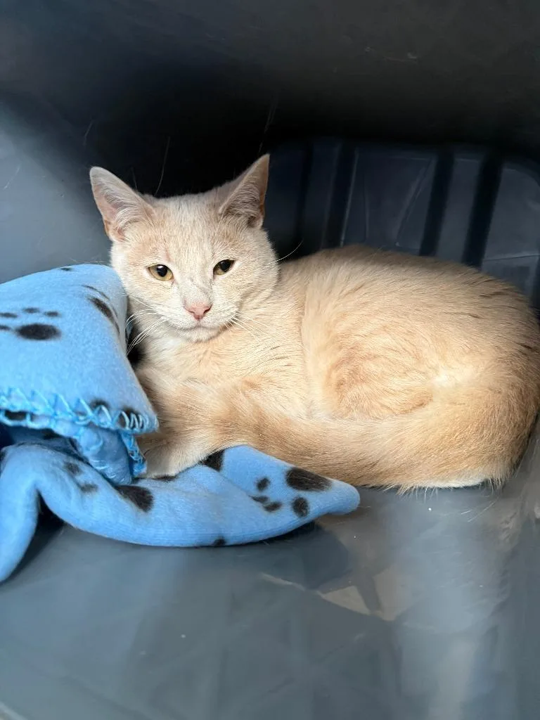 A baby medium-sized male Domestic Short Hair cat named Arrow for adoption in Hartford City, IN