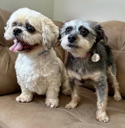 An adult small-sized male Yorkshire Terrier dog named Hershey for adoption in Malvern, PA