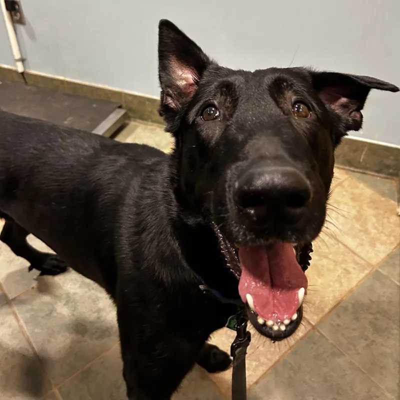 An adult large-sized male Black Mixed Breed dog named Hanz for adoption in Chattanooga, TN