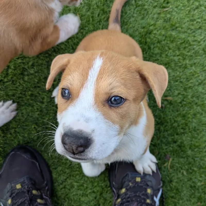 A baby medium-sized male Yellow / Tan / Blond / Fawn Mixed Breed dog named Reeses for adoption in LOXAHATCHEE, FL