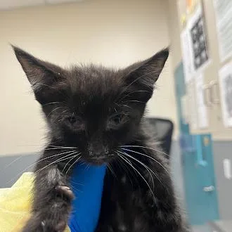 A baby small-sized male Domestic Short Hair cat named Hanzo for adoption in Las Vegas, NV