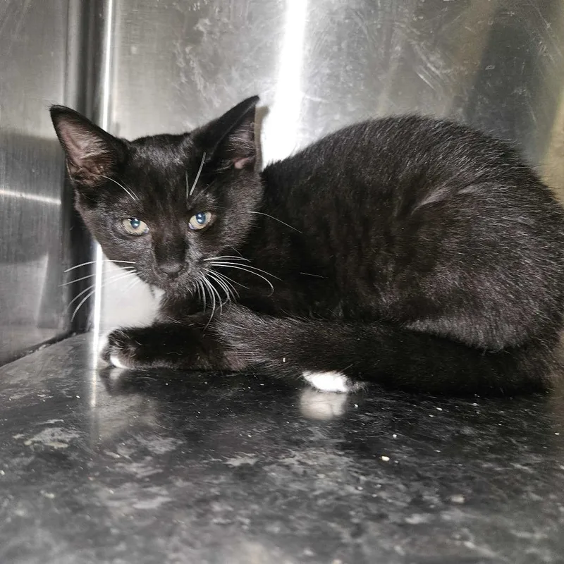 A baby small-sized female Black Domestic Short Hair cat named Yes for adoption in Bedford, NH