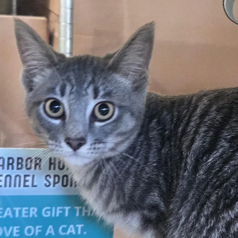 A baby medium-sized male Gray / Blue / Silver Domestic Short Hair cat named Mart for adoption in West Olive, MI