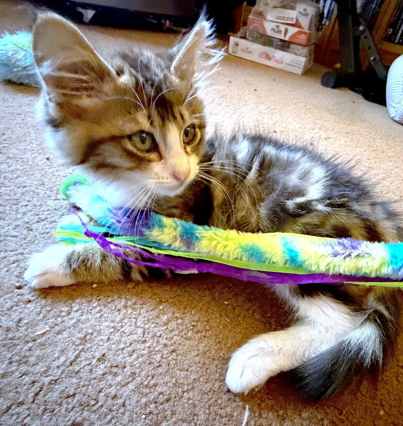 A baby medium-sized male Domestic Medium Hair cat named Hana Bonded With for adoption in Fremont, CA